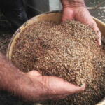 Dispone La Sierpe de cámara refrigerada para la conservación de semillas