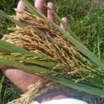 Producen semillas básicas de arroz IACuba 47 y Viva 17 en estación de La Sierpe
