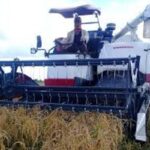 UBPC de La Sierpe labora en recuperación de su producción arrocera