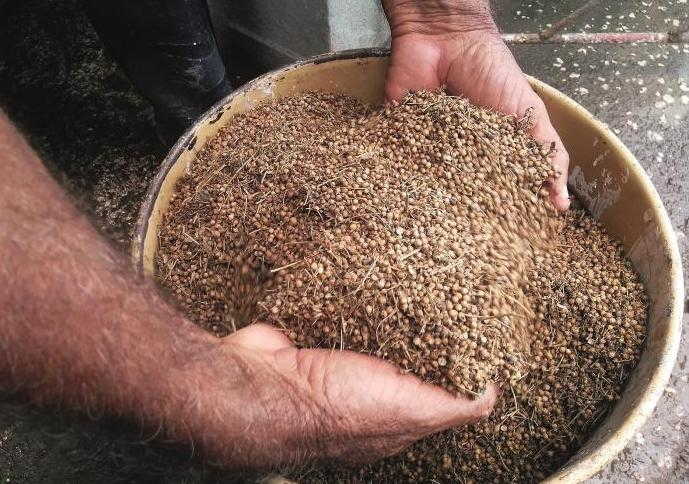 Agricultura urbana prioriza siembra de semillas para campaña de frío