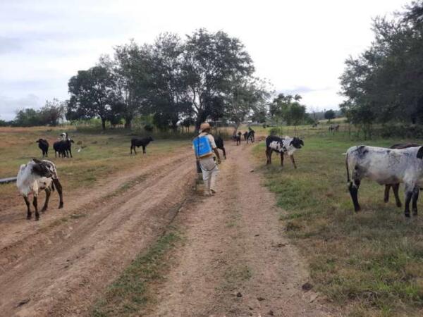 En esta fina se ha consolidado una ganaderia vacuna racial. Foto: Eduardo Sicilia Hernández.