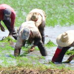 Movimiento de recuperación arrocera en Taguasco requiere mayor dinamismo