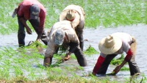 Prevé Sancti Spíritus discreto incremento de la producción arrocera