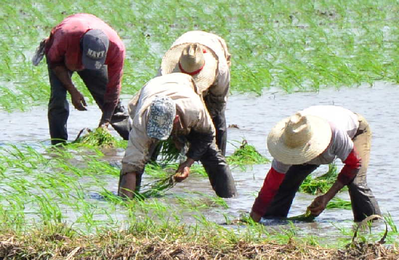 Movimiento de recuperación arrocera en Taguasco requiere mayor dinamismo