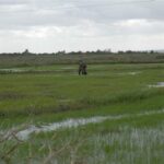 Siembras de primavera buscan la reanimación arrocera en Peralejo