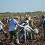 Labora unidad productiva de Jatibonico en la recuperación cañera para próxima campaña