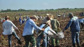 Labora unidad productiva de Jatibonico en la recuperación cañera para próxima campaña