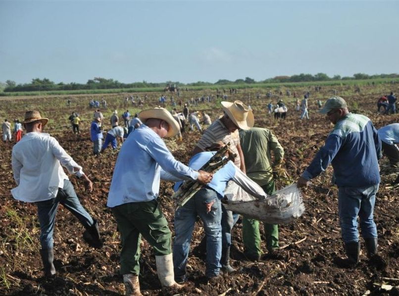 Labora unidad productiva de Jatibonico en la recuperación cañera para próxima campaña