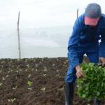 Vegueros espirituanos ya contratan próxima campaña