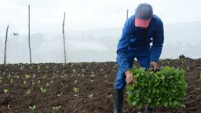 Vegueros espirituanos ya contratan próxima campaña