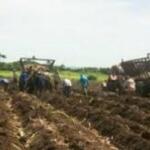 Azucareros del Melanio Hernández concluyen un mejor semestre en la siembra de caña