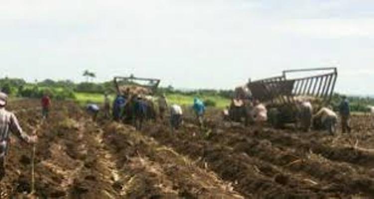 Azucareros del Melanio Hernández concluyen un mejor semestre en la siembra de caña