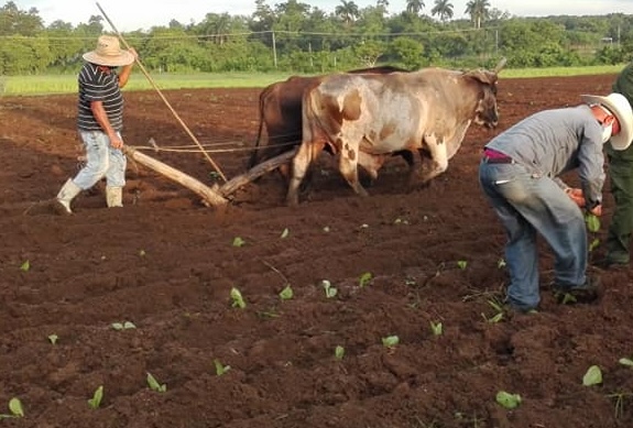 Germinan en Cabaiguán primeras semillas de la próxima campaña tabacalera