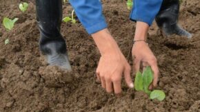 Comenzó en Fomento la siembra de tabaco de la campaña 2025-2026