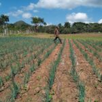 Cabaiguán intensifica control y seguimiento a programas de soberanía alimentaria