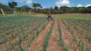 Cabaiguán intensifica control y seguimiento a programas de soberanía alimentaria