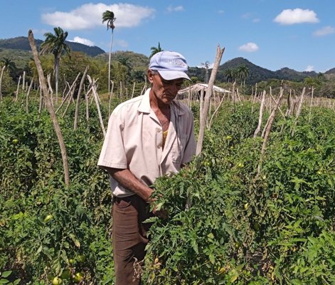 En el campo el trabajo nunca está ausente. Foto: Oscar Alfonso Sosa.