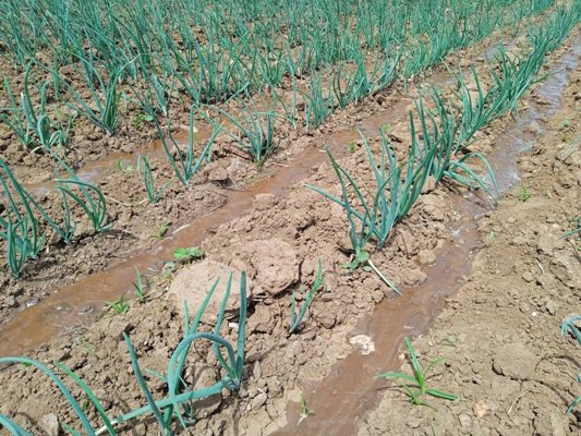 Para producir la tierra hay brazos, el compromiso para con ellos es imprescindible. Foto: Oscar Alfonso Sosa.