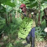 La alimentación comienza por el surco