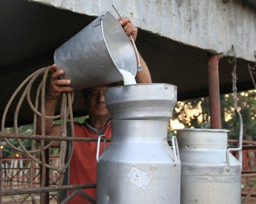 La producción de leche es un problema al que hay que ponerle más empeño para su solución. Foto: Oscar Alfonso Sosa.
