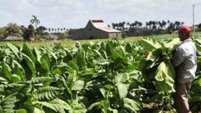 Aplicarán nuevos incentivos financieros para la producción de tabaco sol en palo