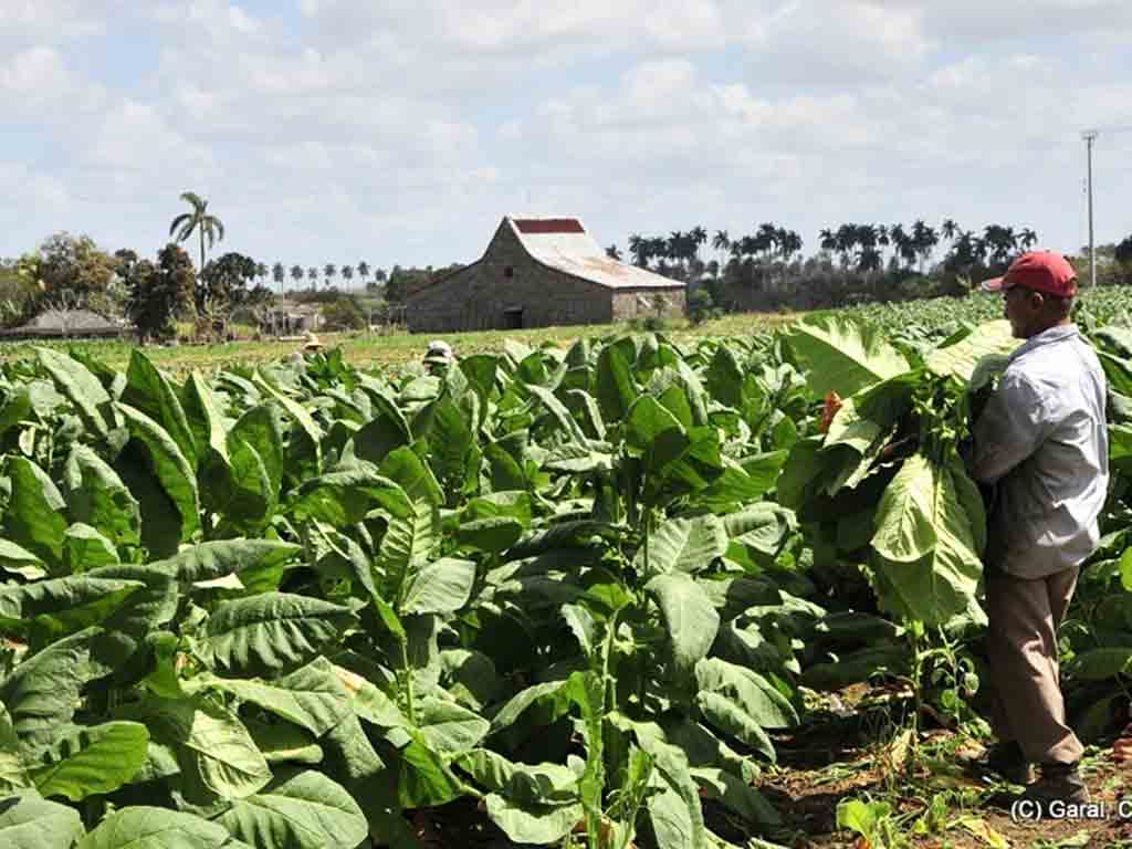 Aplicarán nuevos incentivos financieros para la producción de tabaco sol en palo