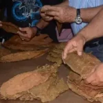 Tabacaleros contribuyeron a saldos de Fomento rumbo al 26 de Julio