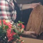 Ana María Guerra  y cultivo de tabaco tapado