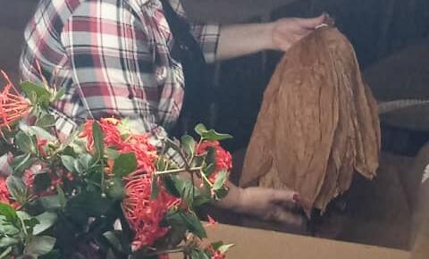 Ana María Guerra  y cultivo de tabaco tapado