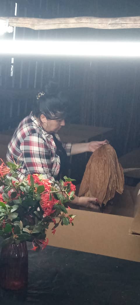 Ana María Guerra  y cultivo de tabaco tapado