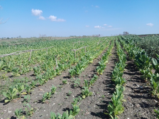 Con las lluvias recientes son beneficiados los campos de capadura para realizar un segundo corte. Foto: Eduardo Sicilia Hernández.