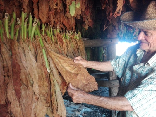 Mariano Ferrer muestra el buen crecimiento de las hojas y la curación de las mismas con excelente calidad. Foto: Eduardo Sicilia Hernández.