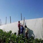 Finca del Algarrobo: fuente de capas para la fabricación de puros exportables
