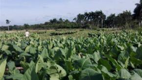 Sobresale cooperativa de Taguasco en la producción tabacalera