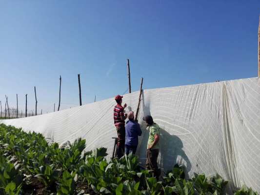 Finca del Algarrobo: fuente de capas para la fabricación de puros exportables