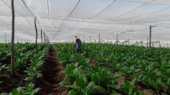 La cosecha de tabaco tapado es una realidad en Cabaiguan