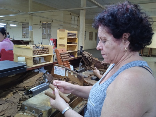 A buen ritmo producción de fábrica de tabaco torcido de Perea
