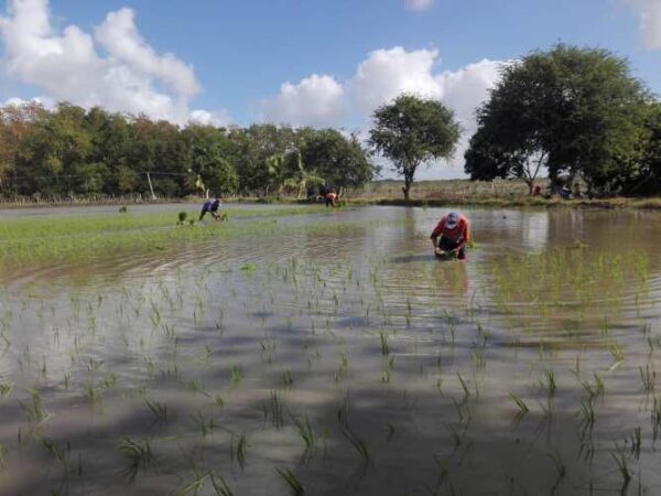 En la finca apuesta por los sembrados por transplantes que asegura mayor rendimiento agrícola y disminuye el tiempo para cosechar el grano. Foto: Eduardo Sicilia.