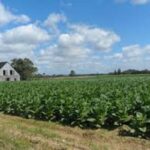Definen procedimiento para acciones constructivas en tierras en usufructo