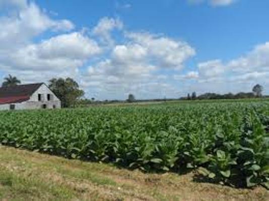 Definen procedimiento para acciones constructivas en tierras en usufructo