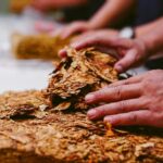 Ofertan curso de torcedor de tabacos a jóvenes reclusos