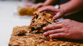 Las vegas se reaniman en Fomento