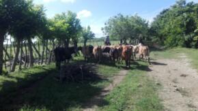 Urge un impulso a la ganadería