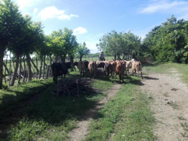 Con mucha ciencia y técnica, la finca de Yandry es de referencia y escuela en la actividad ganadera con altas producciones de leche y carne vacuna. Foto: Eduardo Sicilia
