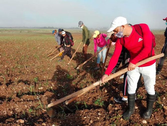 Trabajadores agropecuarios, forestales y tabacaleros se suman a los festejos por el Primero de Mayo