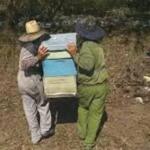 Apicultores espirituanos buscan aprovechar floraciones para resarcir deudas