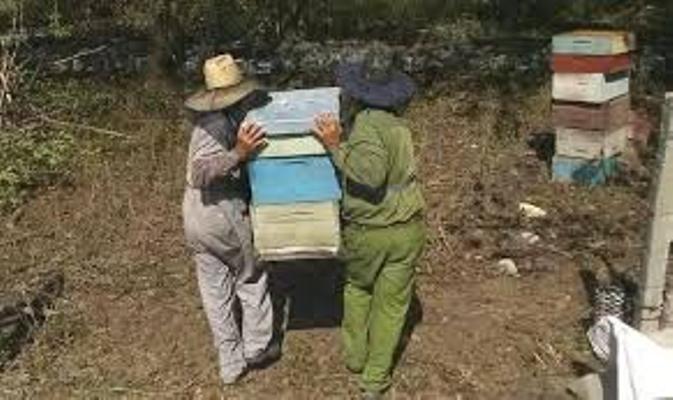 Apicultores espirituanos buscan aprovechar floraciones para resarcir deudas