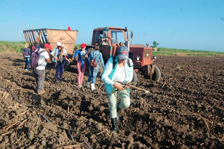 Estudiantes espirituanos impulsan tareas productivas en verano