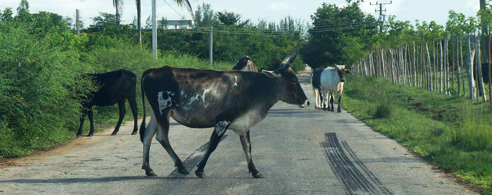 Reses en la vía demandan mayor atención en Taguasco