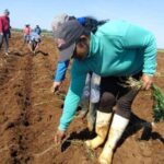 Refuerza prestación de servicios a usufructuarios empresa agropecuaria Valle del Caonao